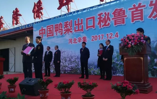 中国鸭梨出口秘鲁首发式在河北辛集隆重举行