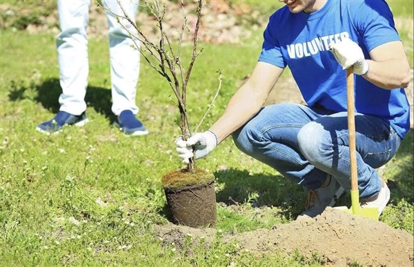 辛集2018造林绿化计划
